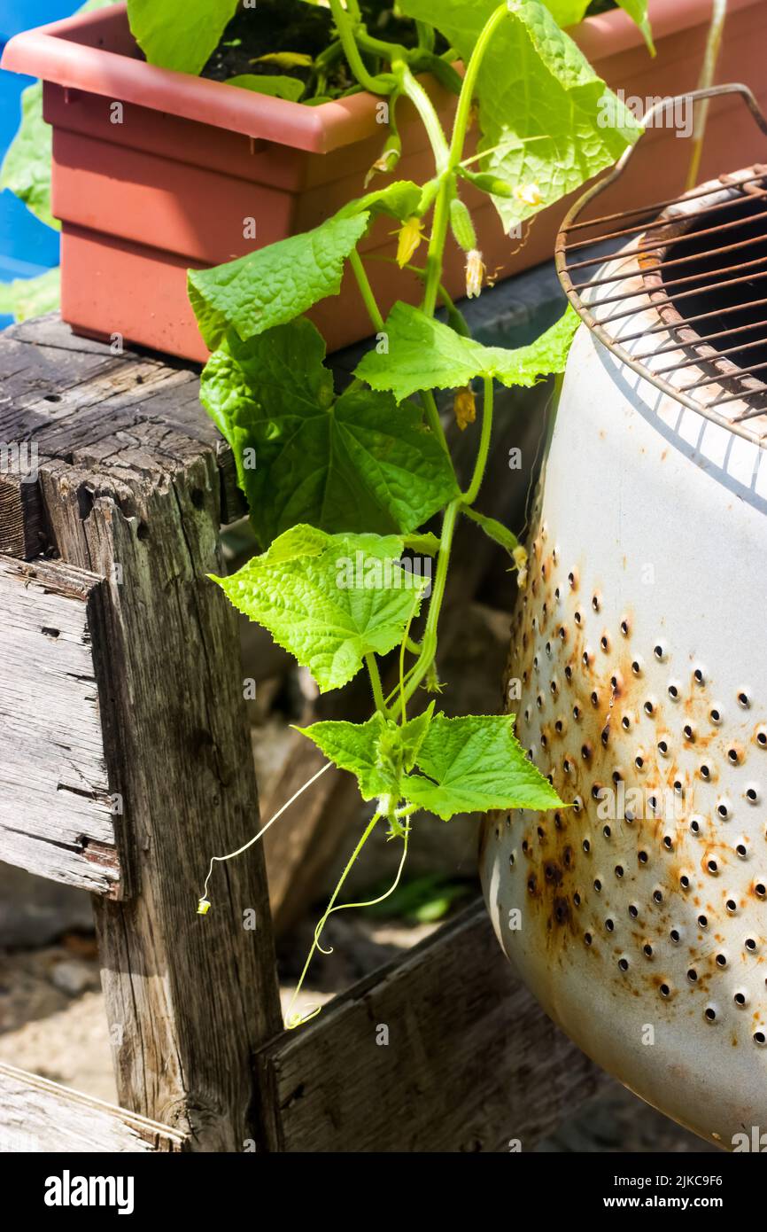 Une vigne de concombre avec bébé concombres en pleine croissance, dans un  pot de fleurs à l'extérieur Photo Stock - Alamy