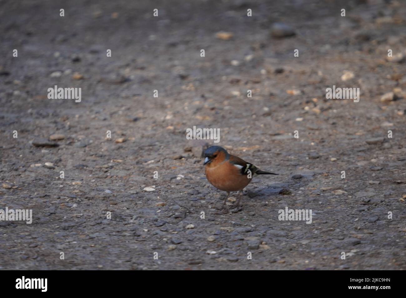 Un gros plan d'un petit oiseau de Chaffinch commun debout sur le sol Banque D'Images