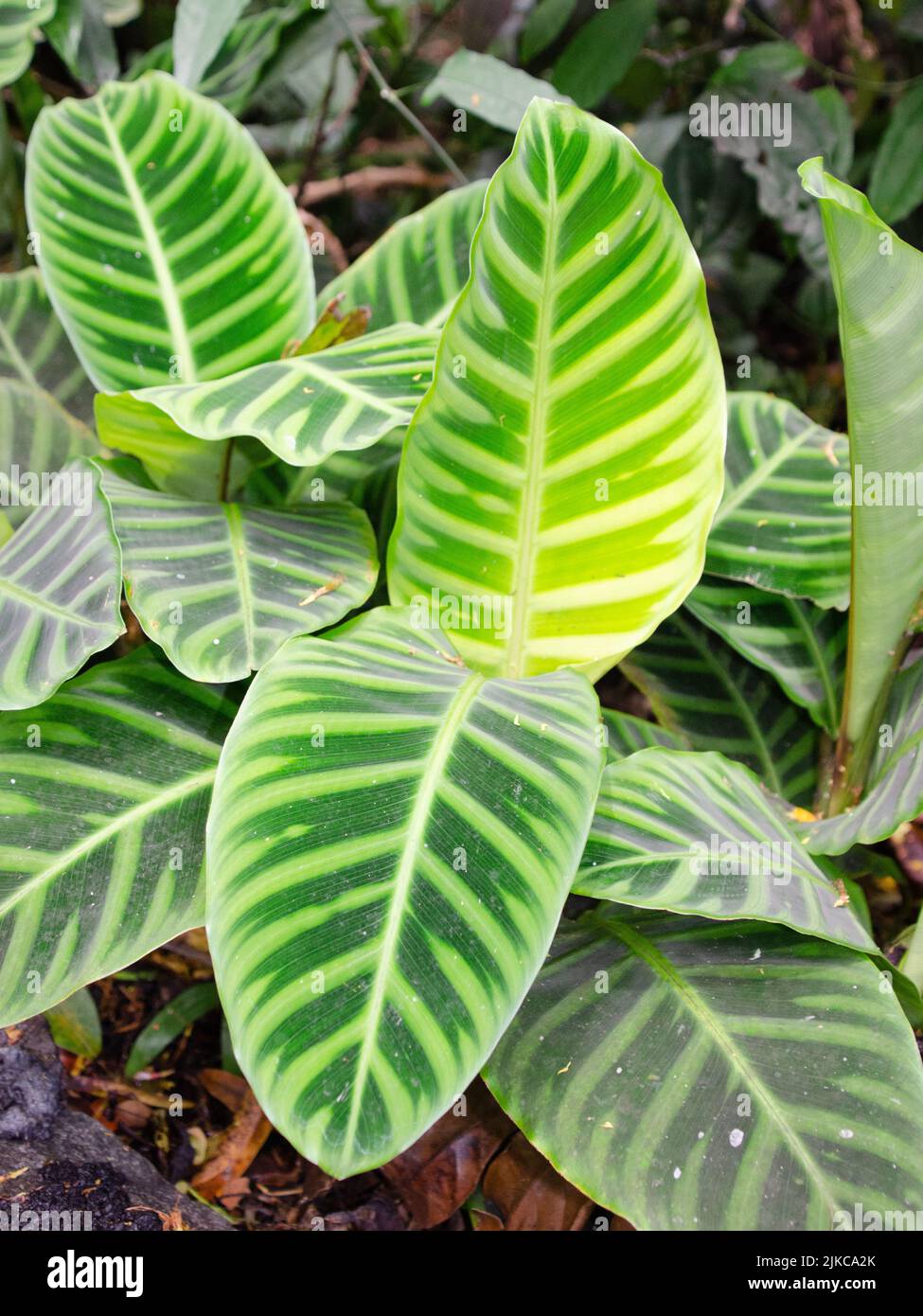 Une plante de zébrée, son motif de feuilles saisissant dessinant l'œil, pousse dans un jardin à Hawaï. Banque D'Images