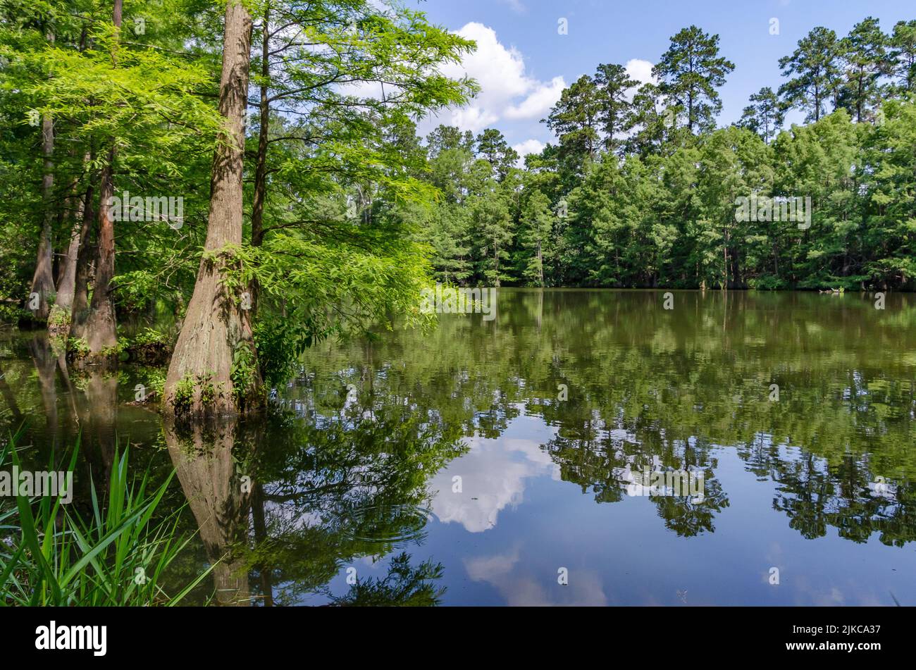 Un étang dans la réserve Stahl le long de la piste Greenway de Spring Creek à Spring, Texas. Banque D'Images