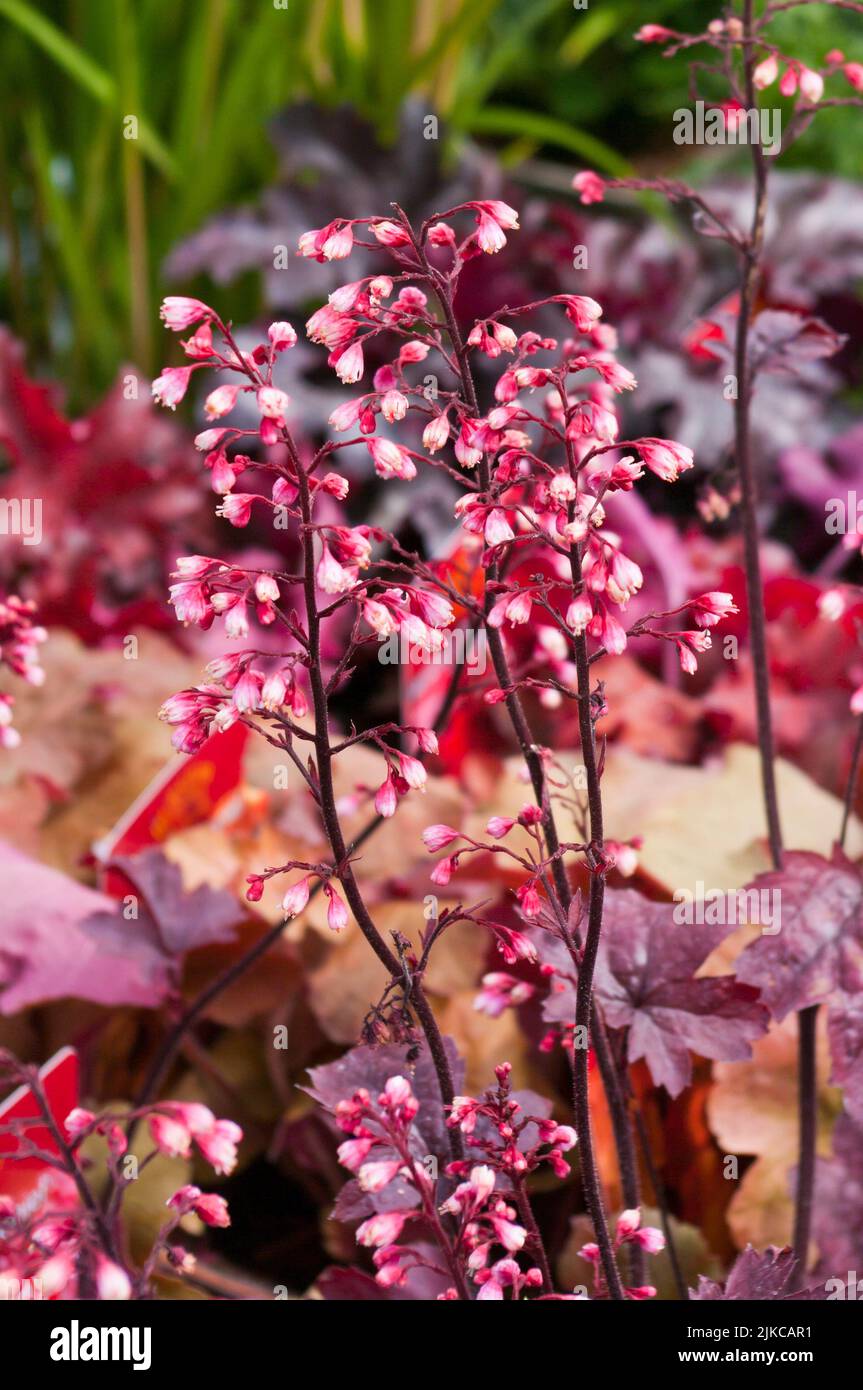 Heuchera Midnight Rose jardin vivace plantes fleurs plantes vivaces Heucheras Banque D'Images