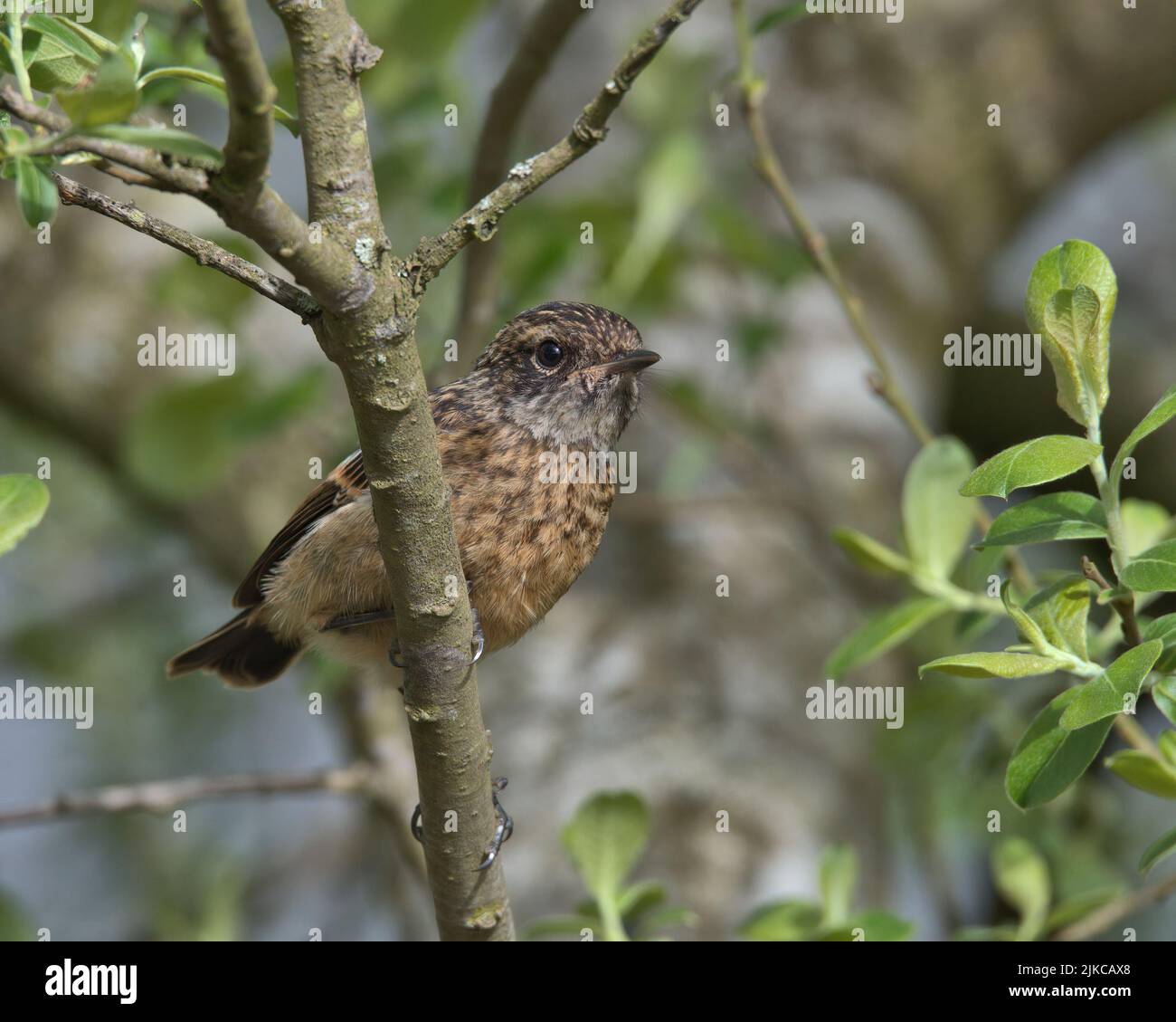 Stonechat naissant perché sur une branche. Banque D'Images