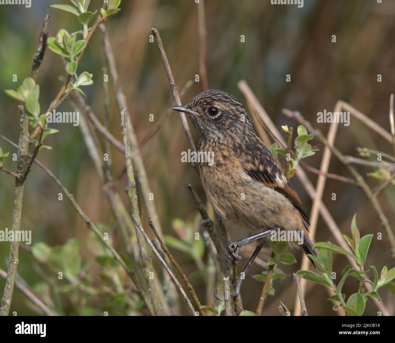 Stonechat naissant perché sur une branche. Banque D'Images