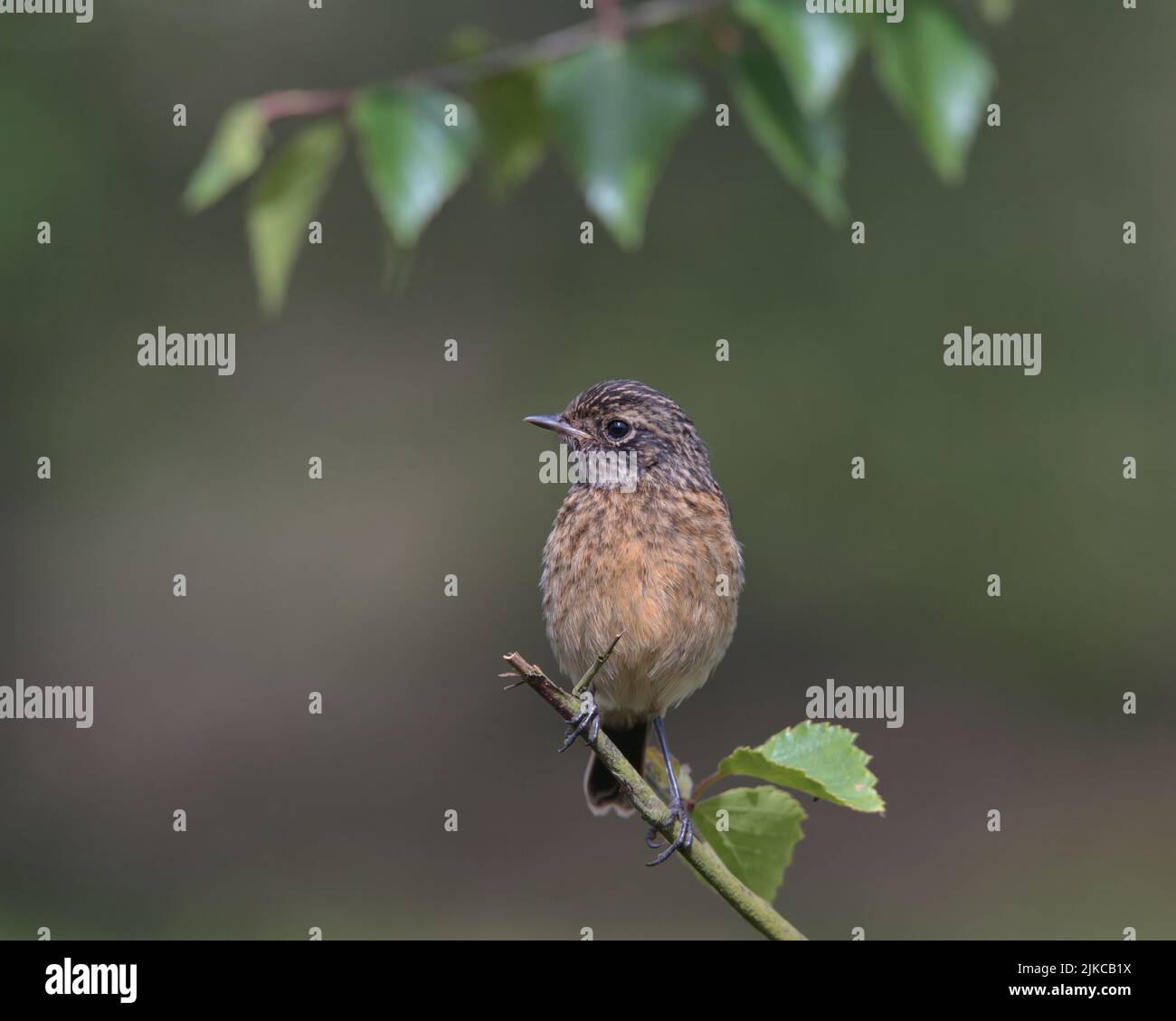 Stonechat naissant perché sur une branche. Banque D'Images