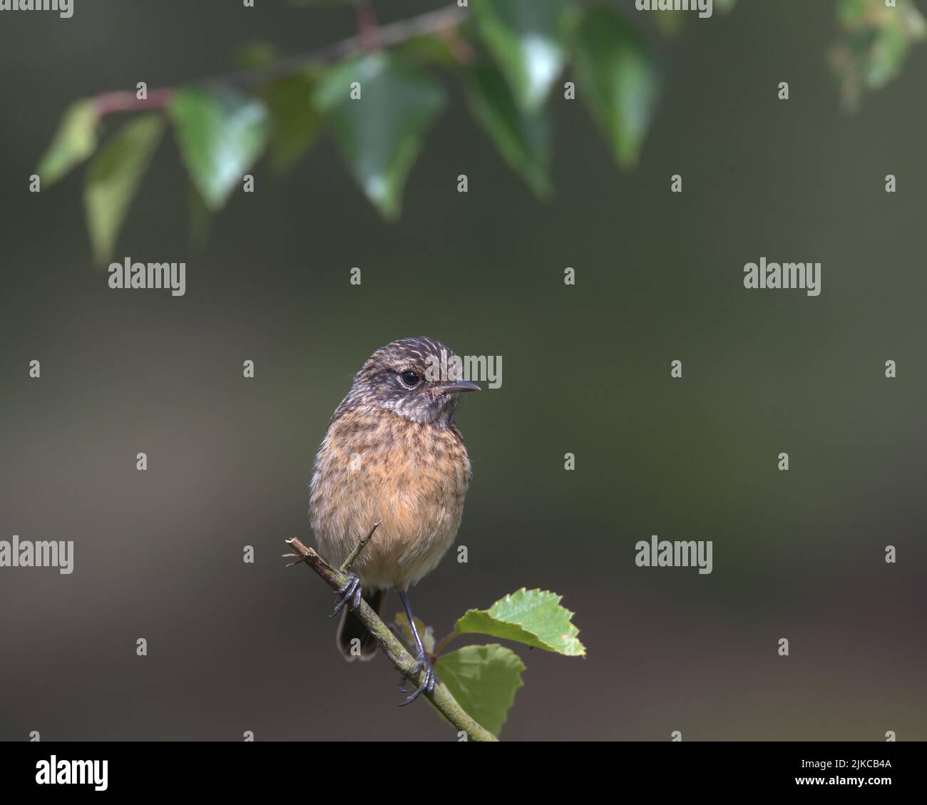 Stonechat naissant perché sur une branche. Banque D'Images