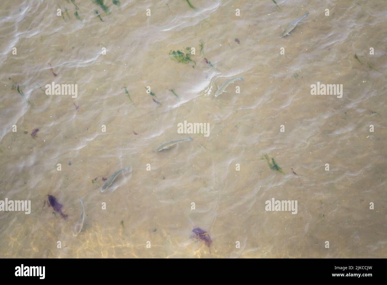 Grands poissons nageant dans des eaux peu profondes à marée basse au large de Southend on Sea, Essex, Royaume-Uni. Front de mer de boue avec algues. Vue de dessus Banque D'Images