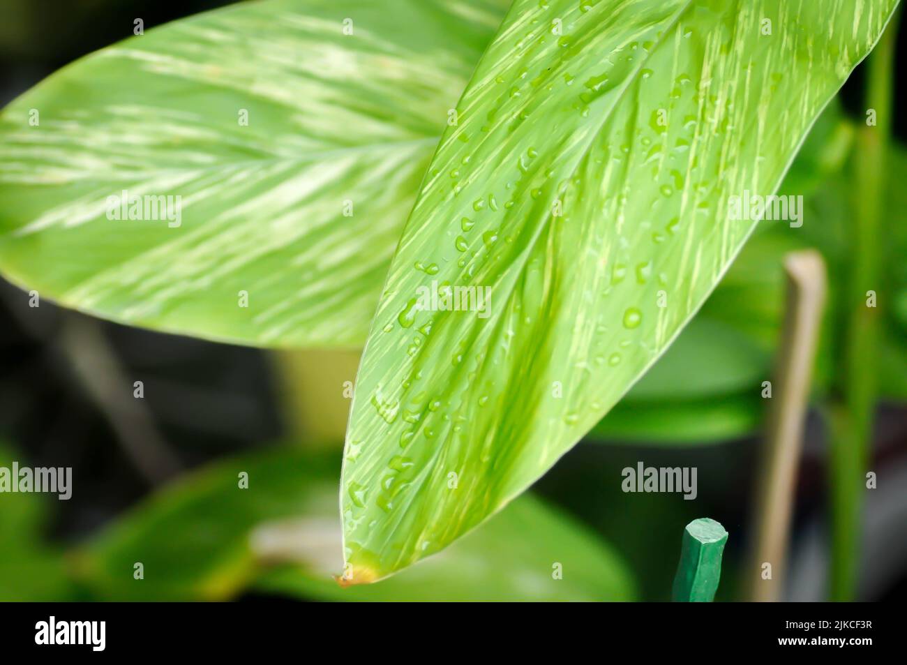 Alpinia Variegated Ginger ou Alpinia Tricolor ou alpinia galanga ou Alpinia zerumbet ou Willd et chute de pluie Banque D'Images