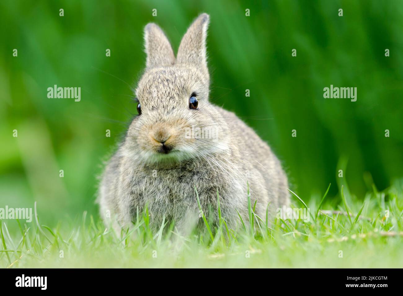 Le lapin sauvage, nommé latin Oryctolagus cuniculus, s'assit dans un pré et montre le reflet de l'herbe sous son menton Banque D'Images