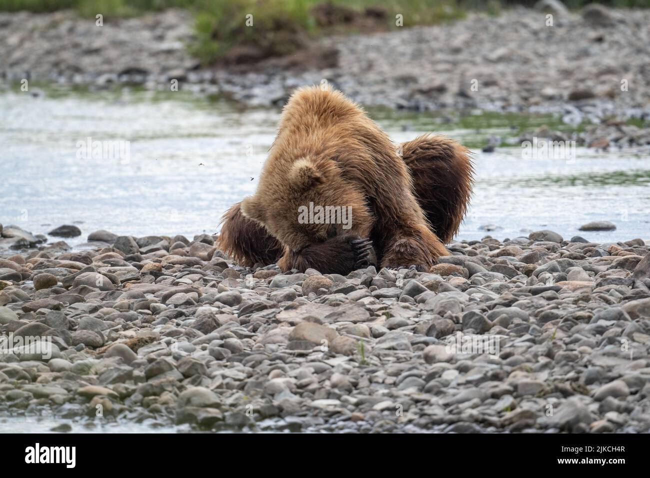 Visage d'ours grizzly Banque de photographies et d'images à haute  résolution - Page 9 - Alamy