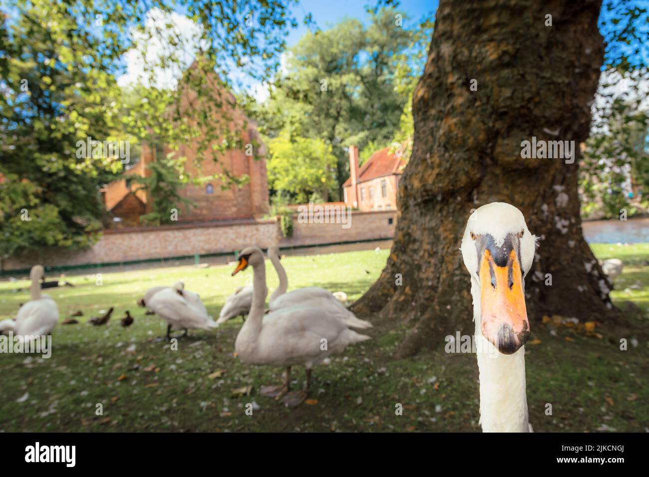 Cygne regardant la caméra près du Béguinage et du canal idyllique, Bruges, Belgique Banque D'Images