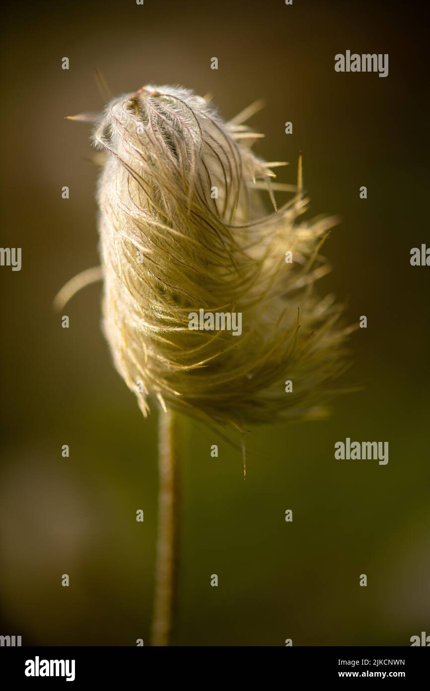 Gros plan Macro de Western Anemone Alpine Wildflower Banque D'Images