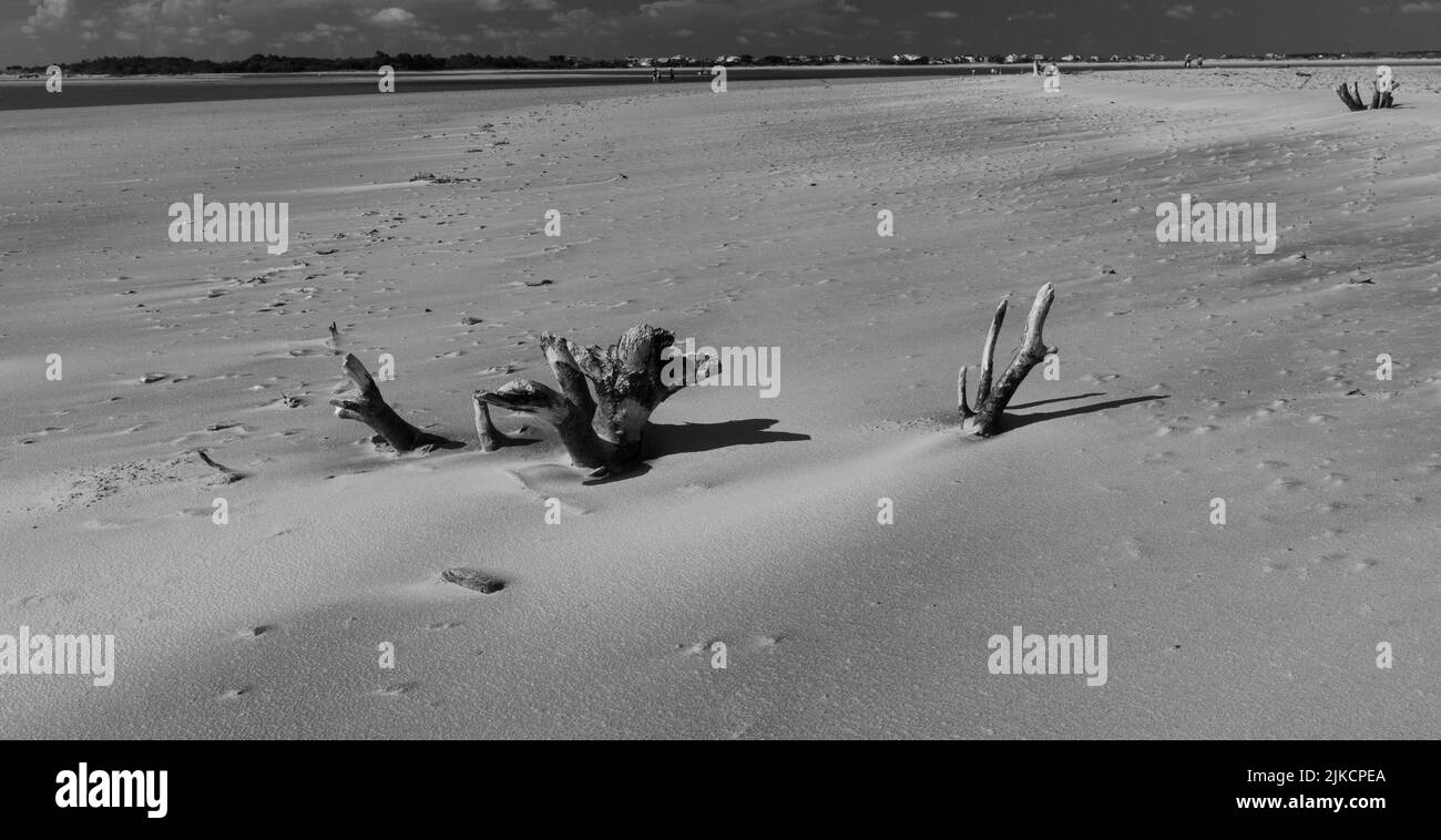 Une photo en niveaux de gris de branches sur une plage de sable Banque D'Images