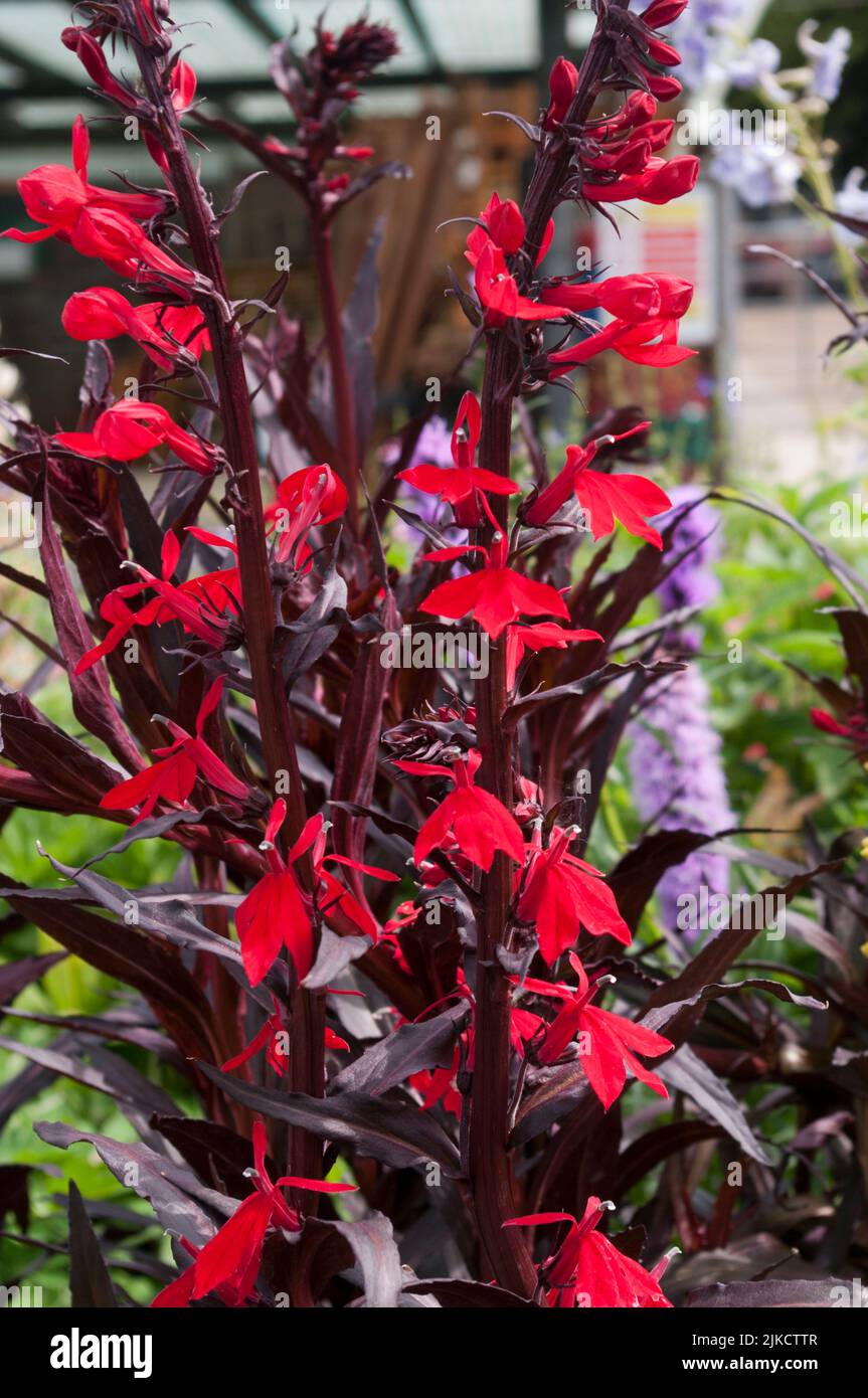 Red Lobelia Cardinalis Queen Victoria Garden vivaces plantes plantes fleurs Lobelias Banque D'Images