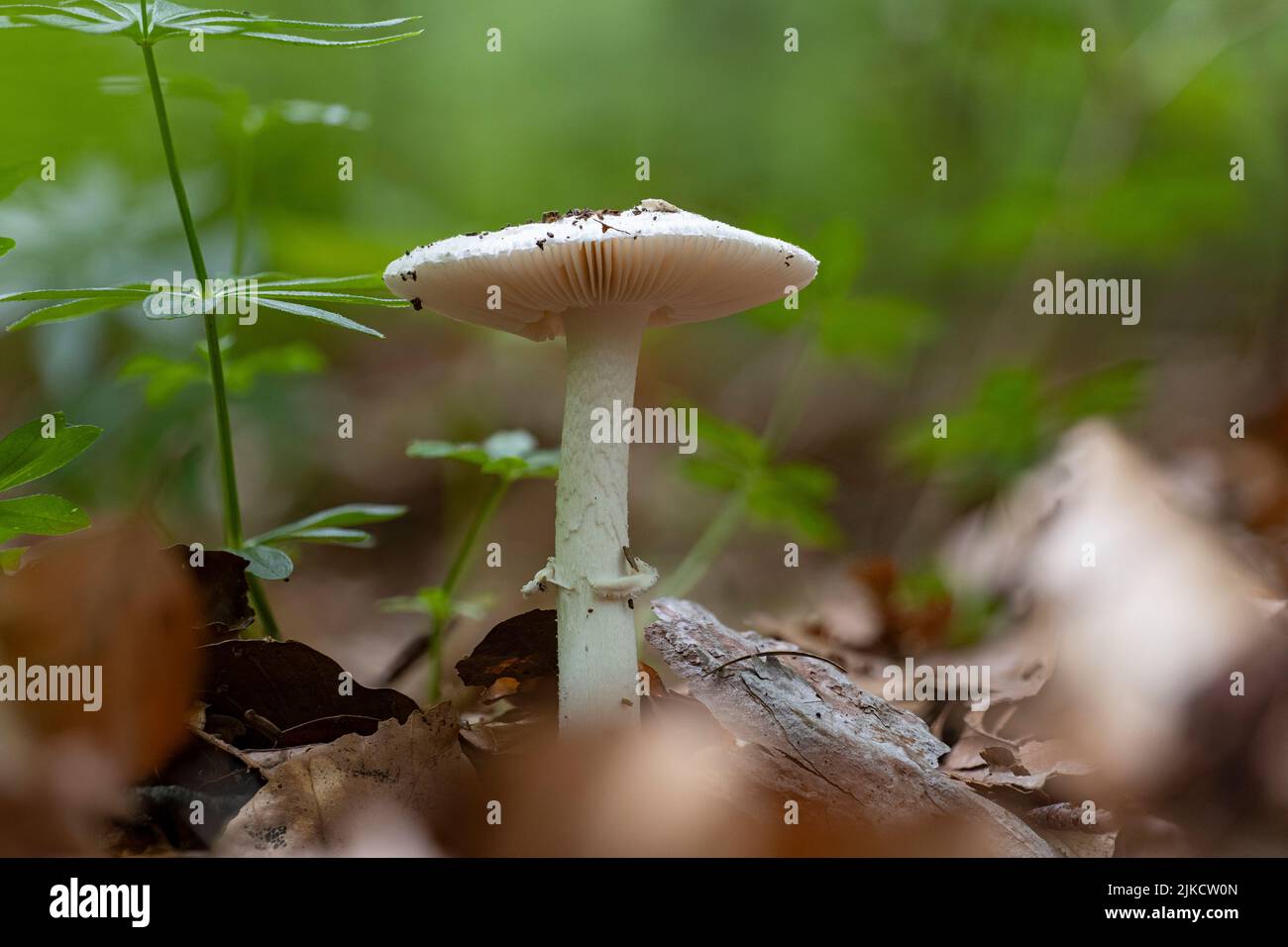 Un gros plan d'un faux champignon de la déathcap (Amanita citrina) Banque D'Images