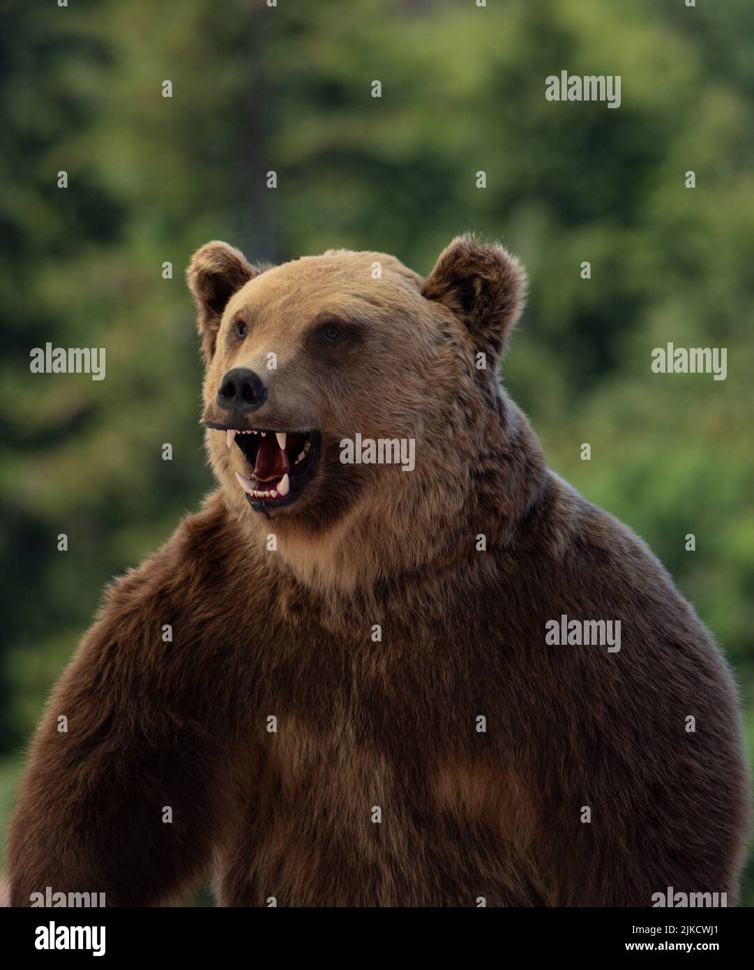 un gros plan d'une tête d'ours farcie, décor, ornementa Banque D'Images