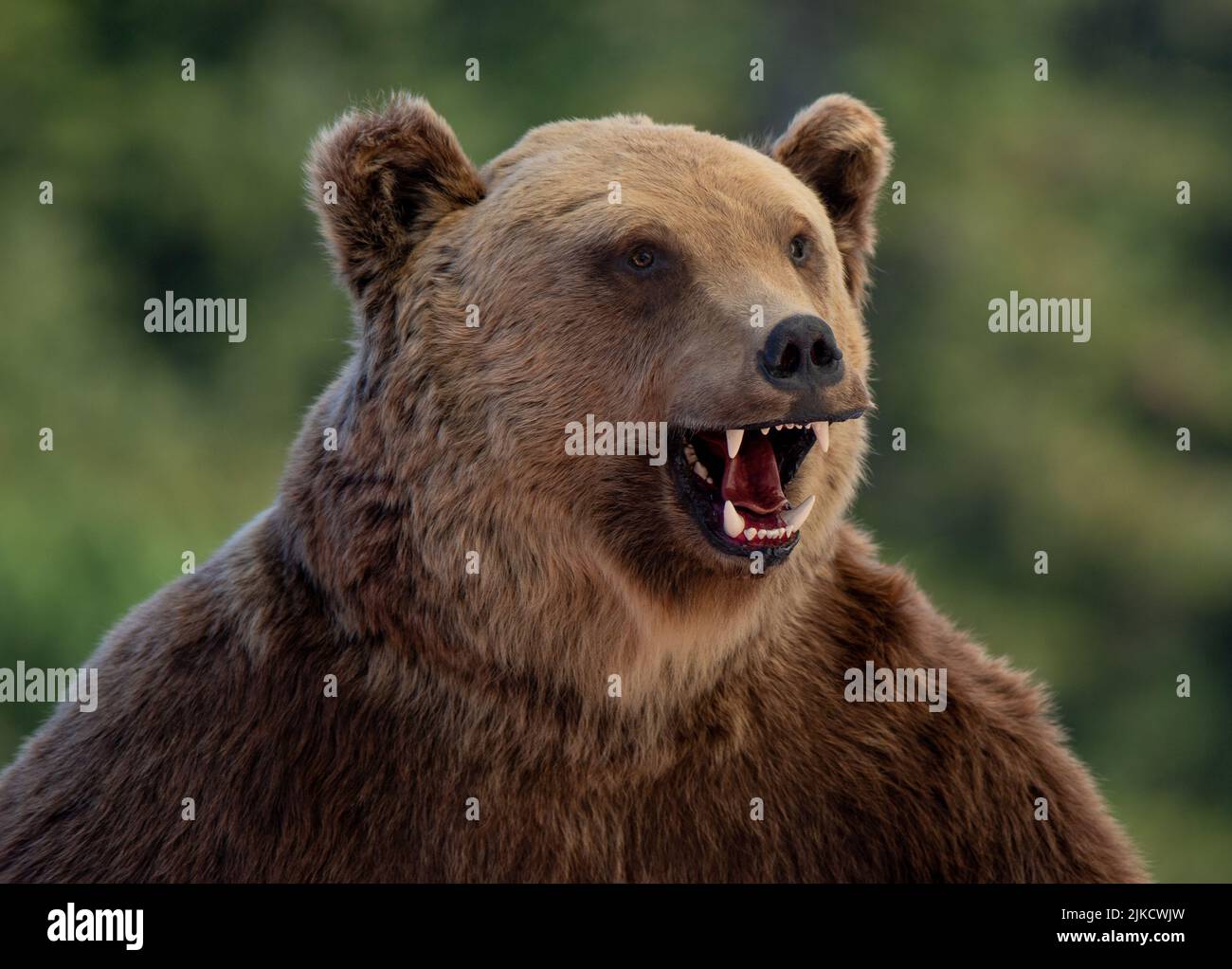 un gros plan d'une tête d'ours farcie, décor, ornementa Banque D'Images