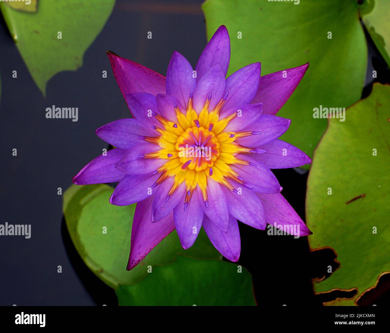 Un gros plan de Nymphaea nouchali, un magnifique lotus bleu. Banque D'Images
