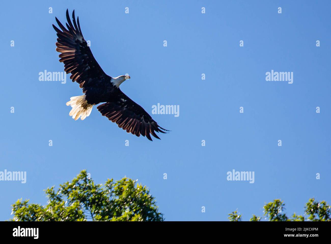 Aigle à tête blanche (Haliaeetus leucocephalus) volant dans un ciel bleu, horizontal Banque D'Images
