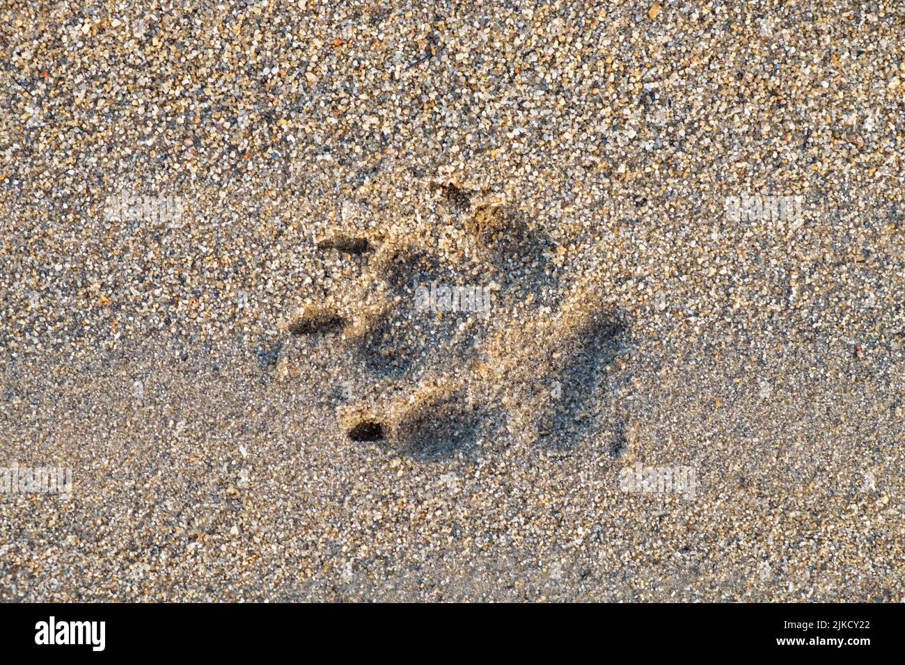Empreinte de patte de renard Banque de photographies et d’images à
