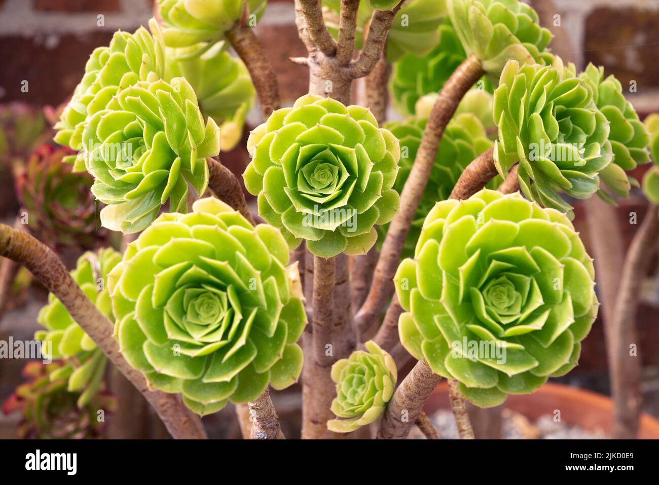 Aeonium Arboreum ou arbre Aeonium Banque D'Images