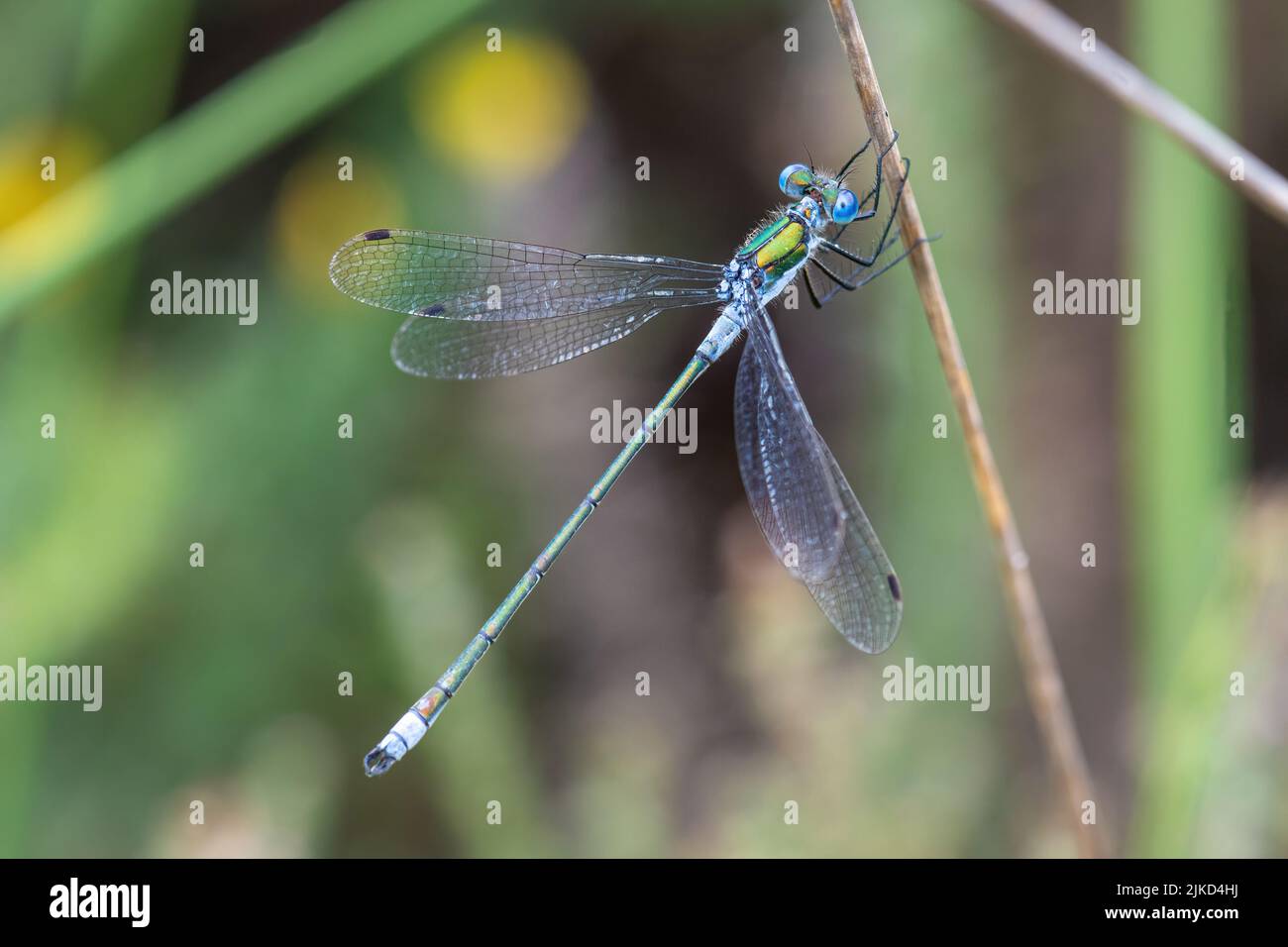 Emerald damselfly (Lestes sponsors), Angleterre, Royaume-Uni Banque D'Images