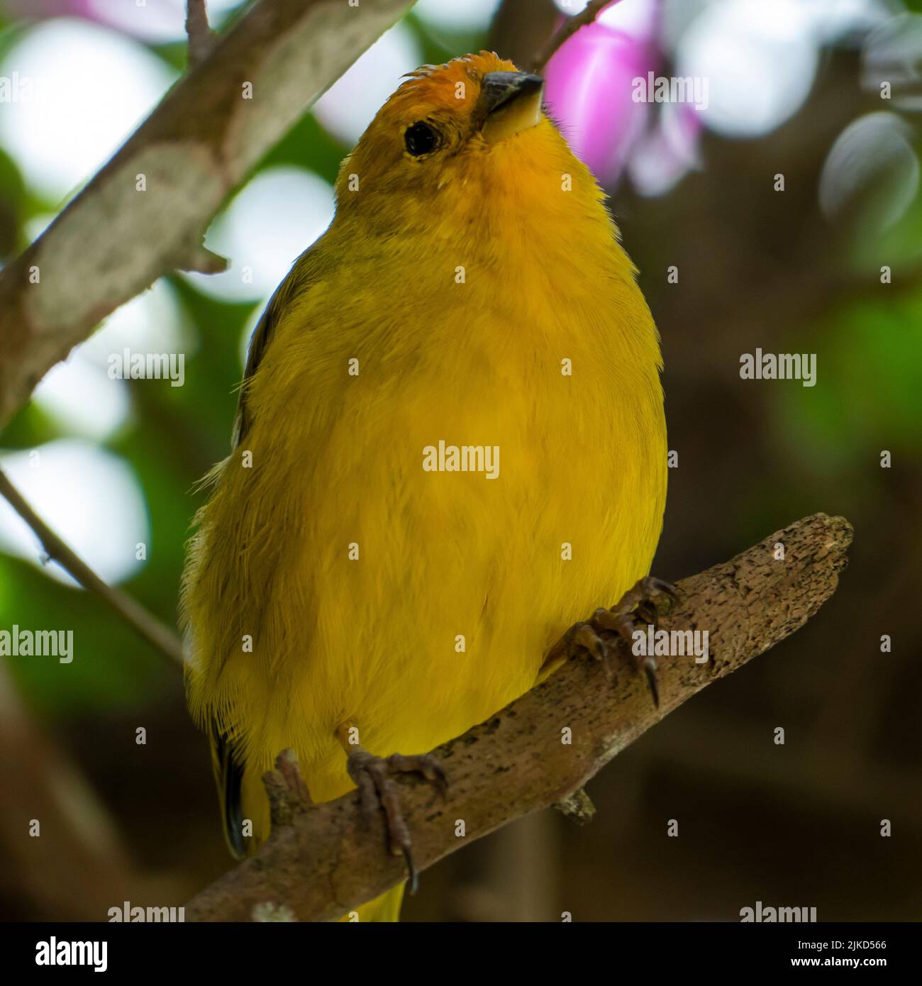 Canari atlantique, un petit oiseau sauvage brésilien. Le Crithagra flaviventris jaune canari est un petit oiseau de passereau de la famille finch. Banque D'Images