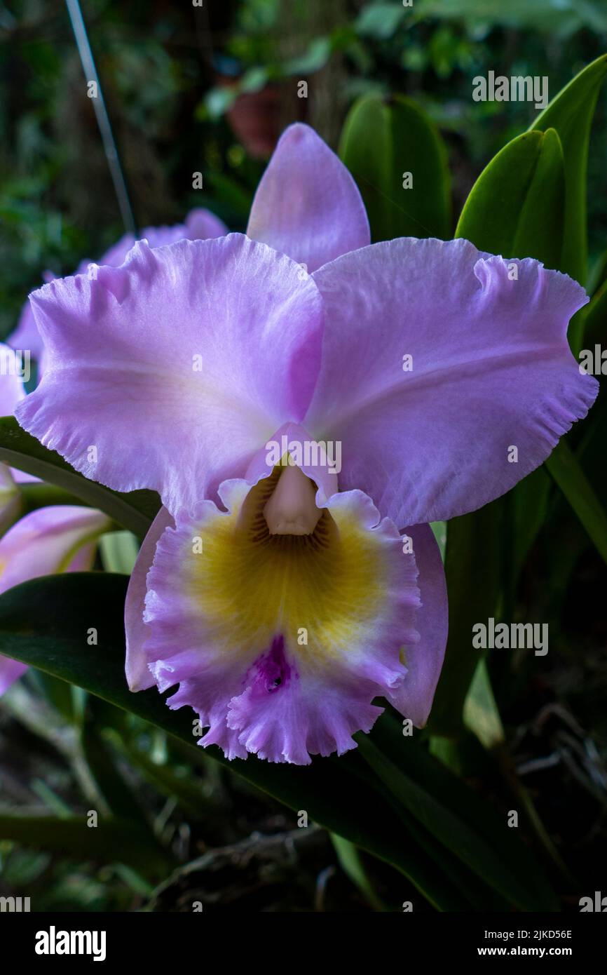 Orchidée Cattleya rose. Gros plan à Anchieta, État d'Espirito Santo, Brésil. Banque D'Images