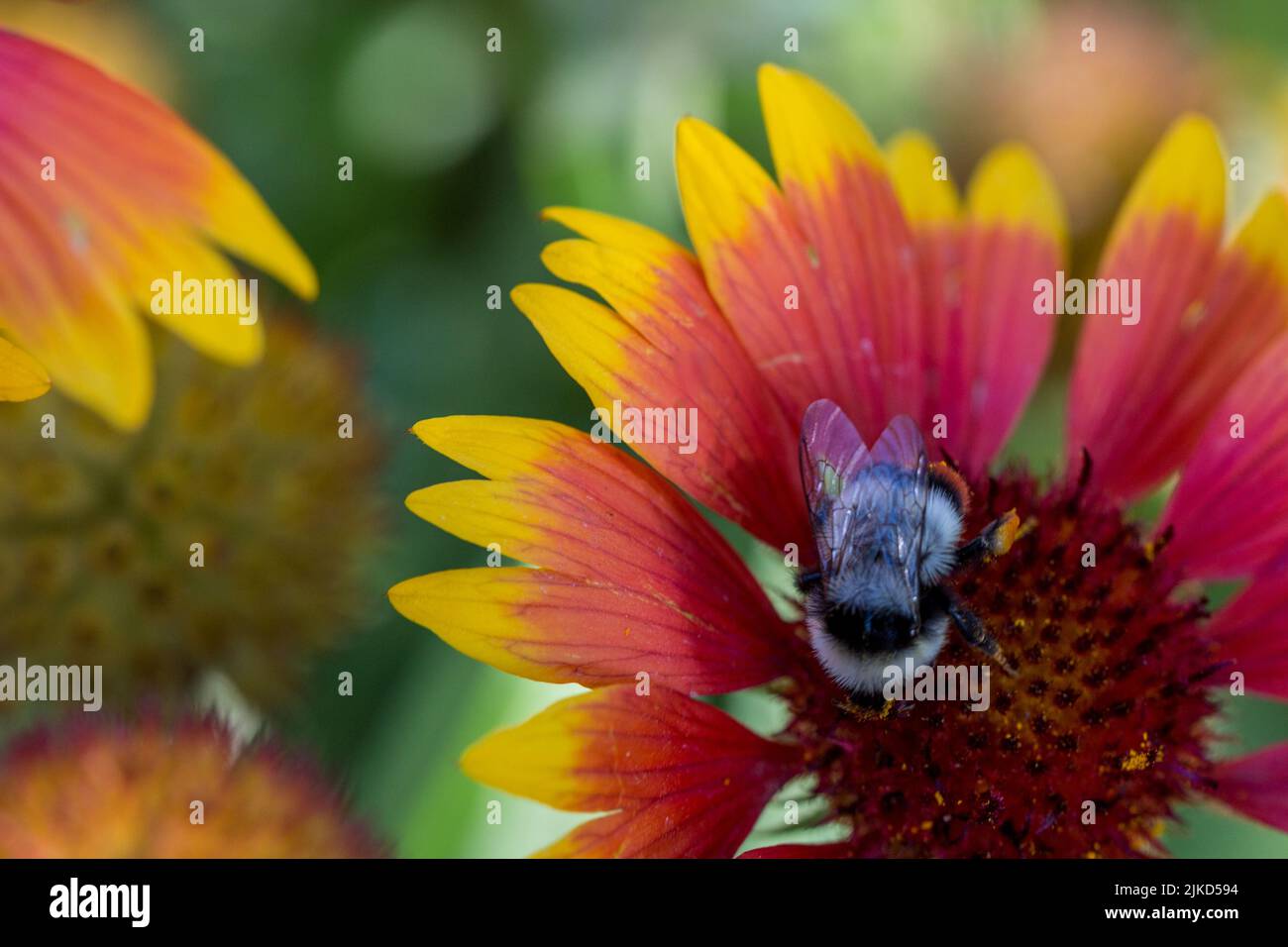 Bumblebee sur fleur conique rouge et jaune Banque D'Images