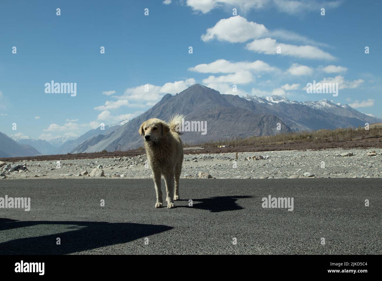 Mignon Silent local ery Dog Inde ayant la fourrure debout sur la route de l'autoroute en face de chaîne de montagnes de l'Himalaya couvert de glace et de glacier de neige dans Ladakh Banque D'Images