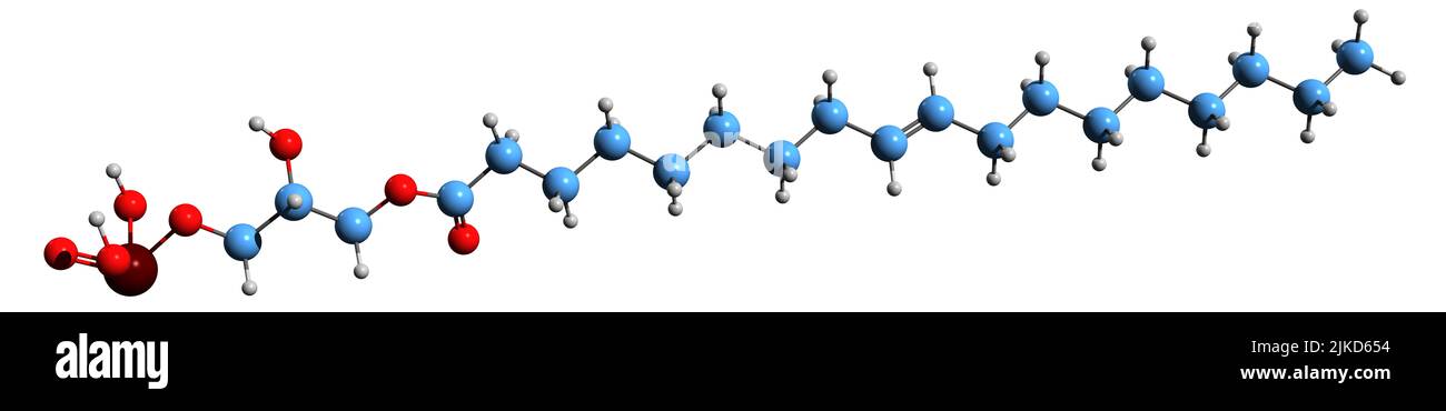 3D image de la formule squelettique de l'acide lysophosphatidique - structure chimique moléculaire du dérivé phospholipide isolé sur fond blanc Banque D'Images