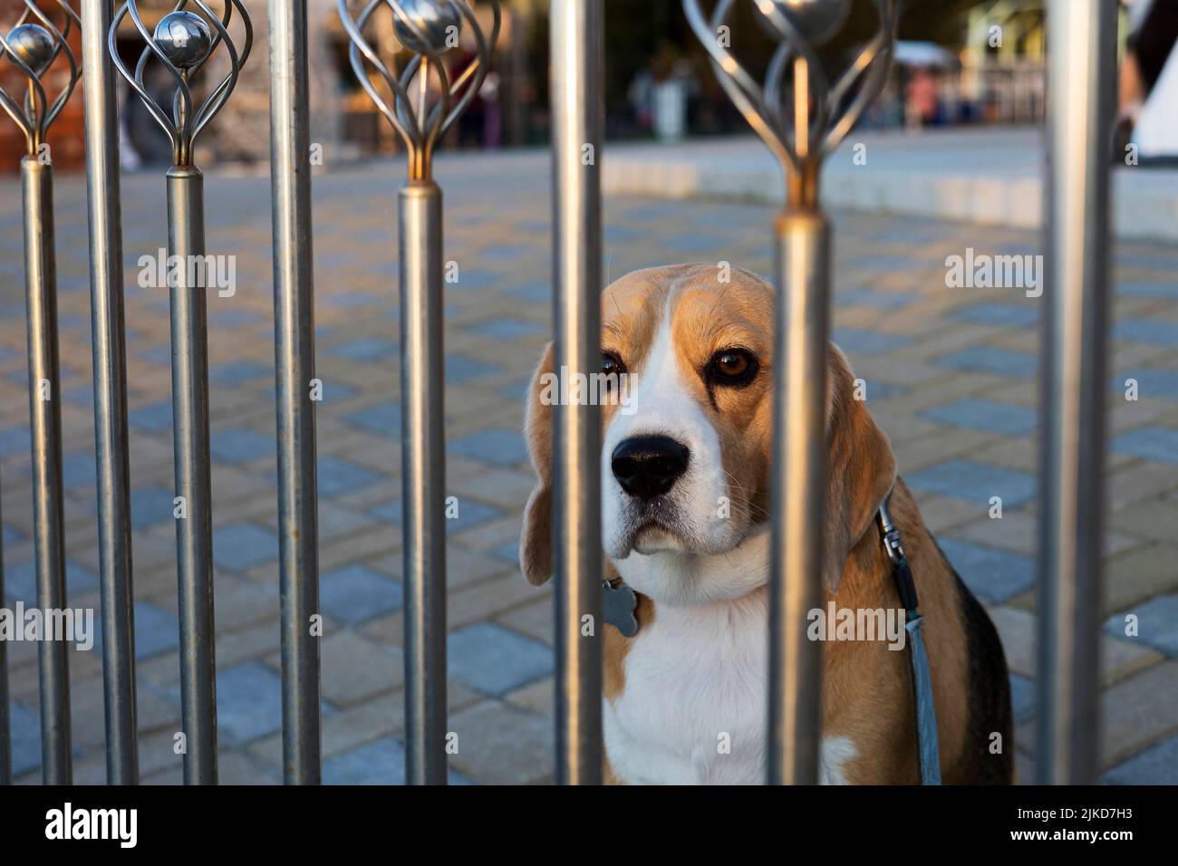 Un chien de beagle est derrière une clôture en métal, attendant le propriétaire. Espace pour copier Banque D'Images