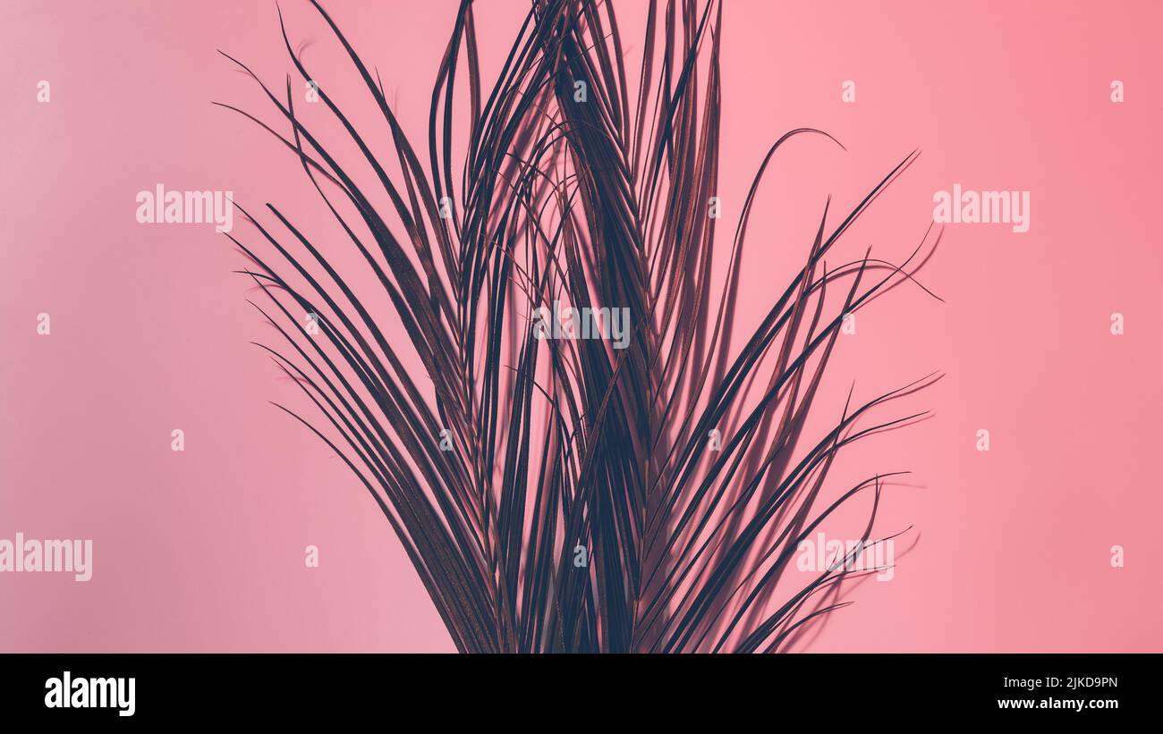 nature tropicale design conceptuel feuillage de palmier Banque D'Images