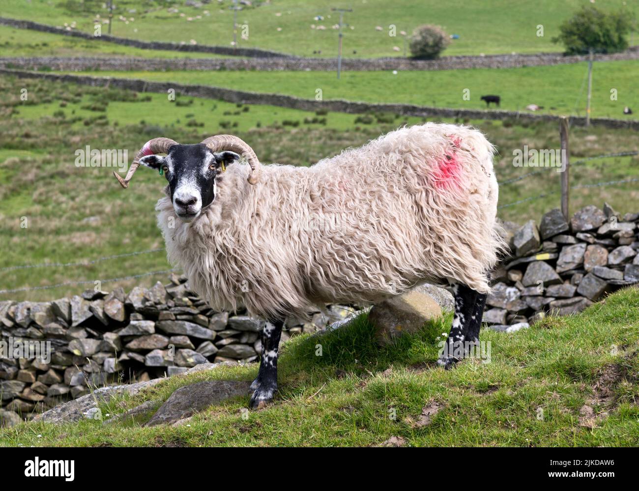 Moutons écossais à Blackface, pâturage à Malham Moor, parc national de Yorkshire Dales, Royaume-Uni Banque D'Images