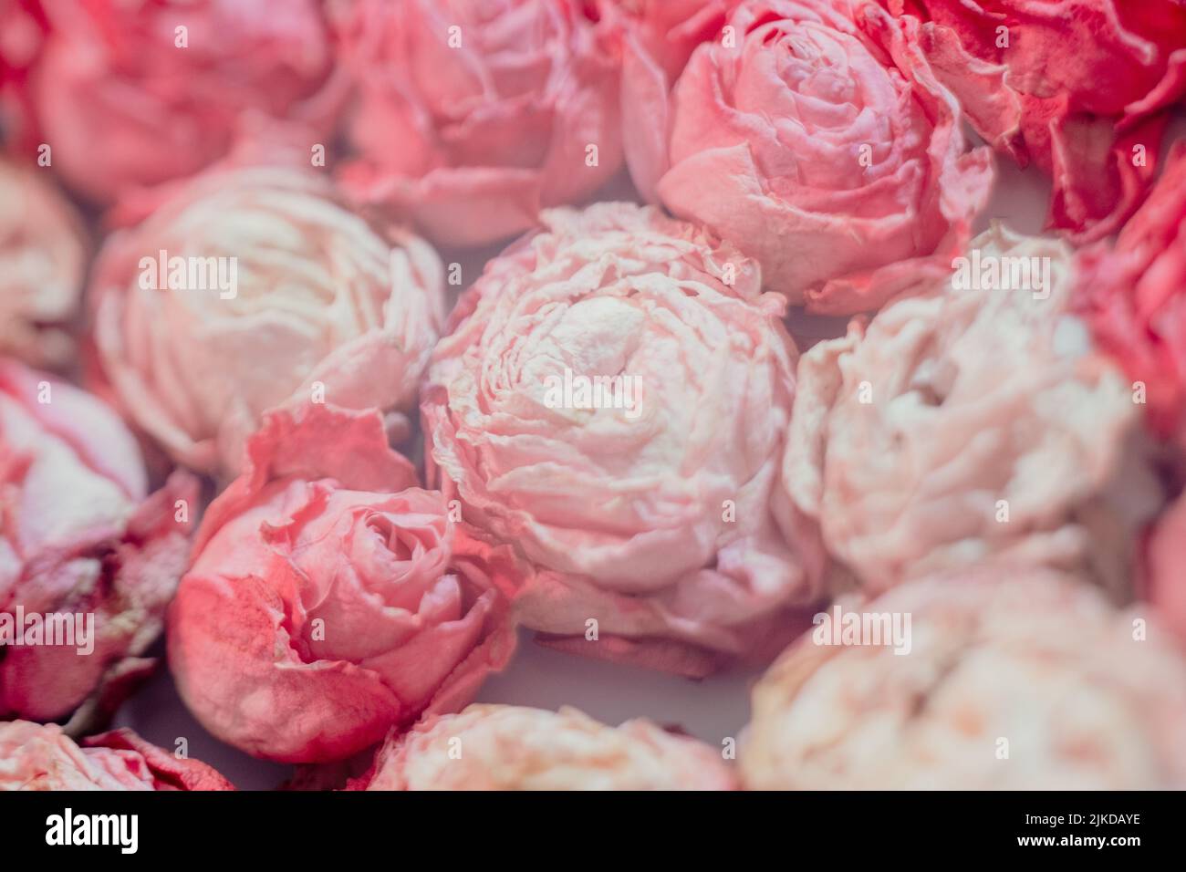 composition florale roses séchées fond gros plan Banque D'Images
