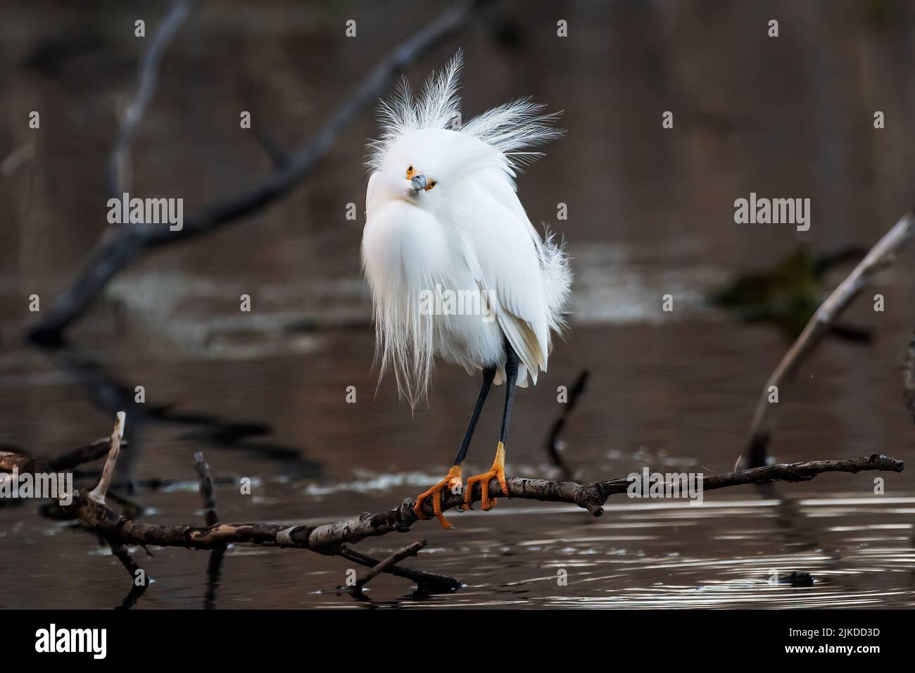 Aigrette enneigée avec panaches de plumage reproductrices Banque D'Images