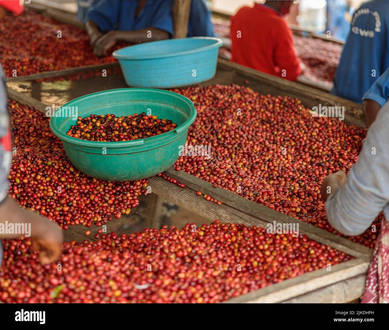 Les travailleuses triant les baies de café à la ferme Banque D'Images