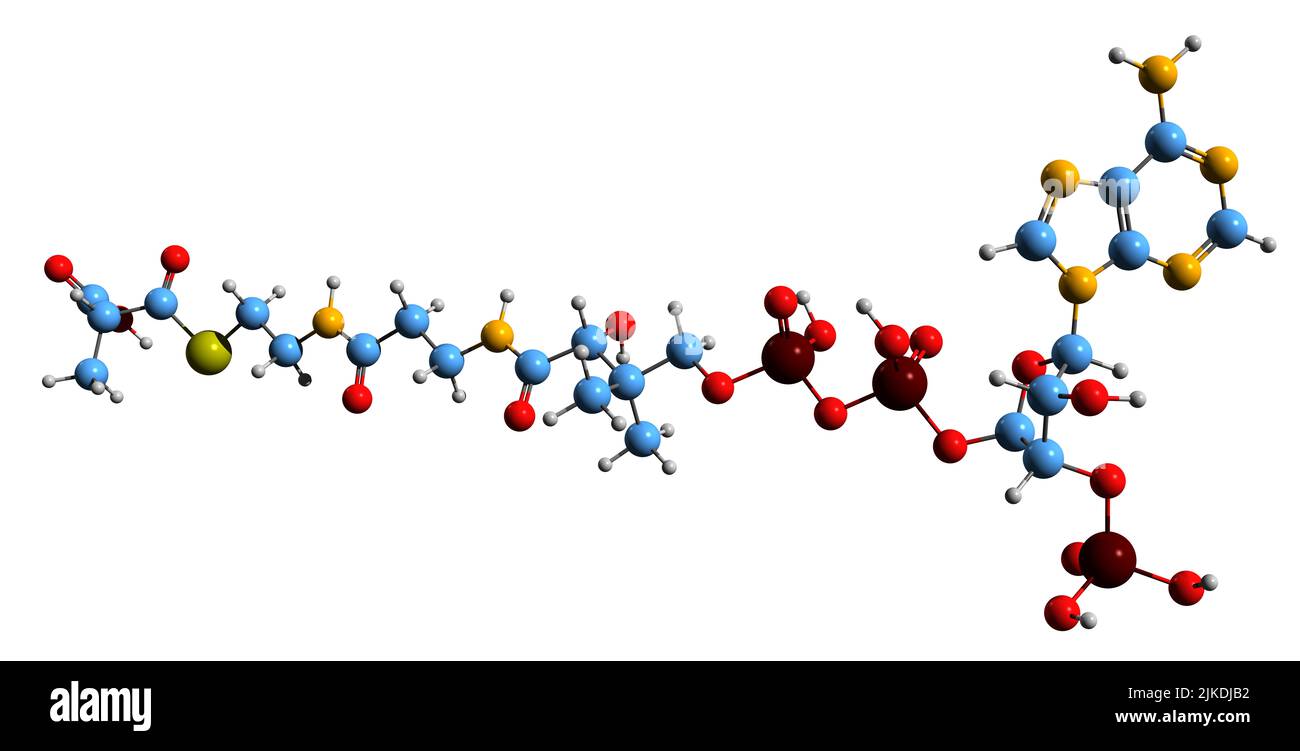 3D image de la formule squelettique Methylmalonyl-CoA - structure chimique moléculaire de la biosynthèse de l'intermédiaire succinyl-CoA isolé sur le backgro blanc Banque D'Images