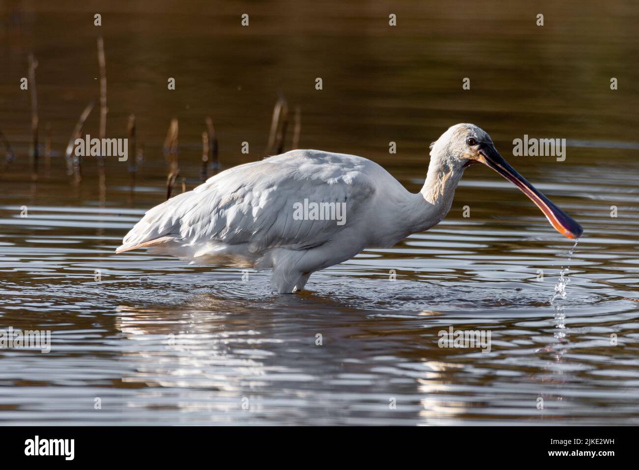 Platalea leucorodia Banque D'Images