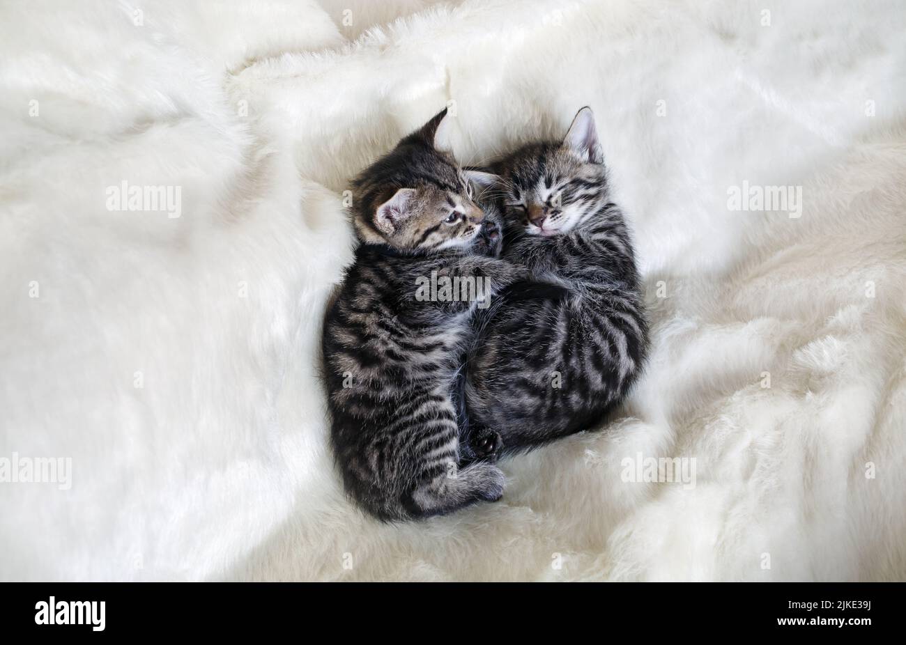 Deux chatons dormant ensemble dans un lit blanc moelleux. Banque D'Images