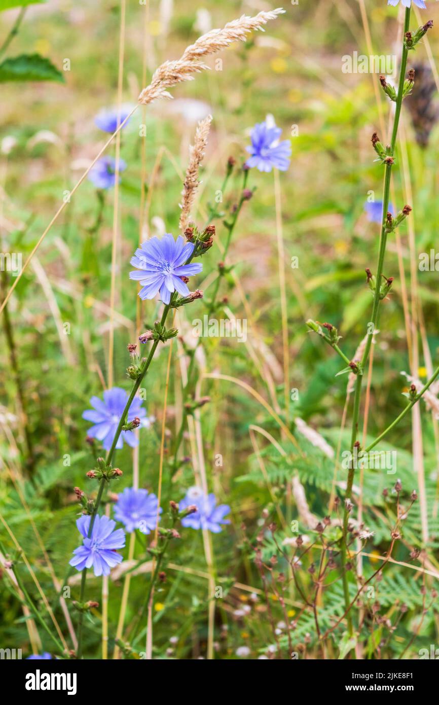 Les fleurs bleues de la chicorée (Cichorium intybus) fleurissent dans un pré d'été. La plante est comestible et médicinale. Banque D'Images
