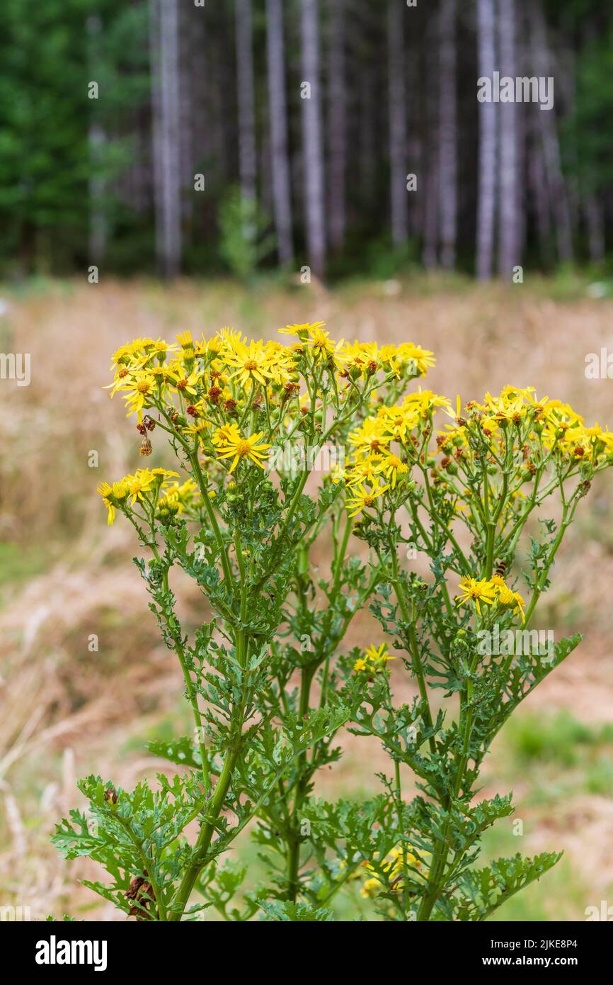 Les fleurs jaunes de l'herbe toxique Tansy Ragwort (Jacobea vulgaris) fleurissent dans un pré ensoleillé d'été dans l'ouest de Washington, États-Unis, où il est Banque D'Images