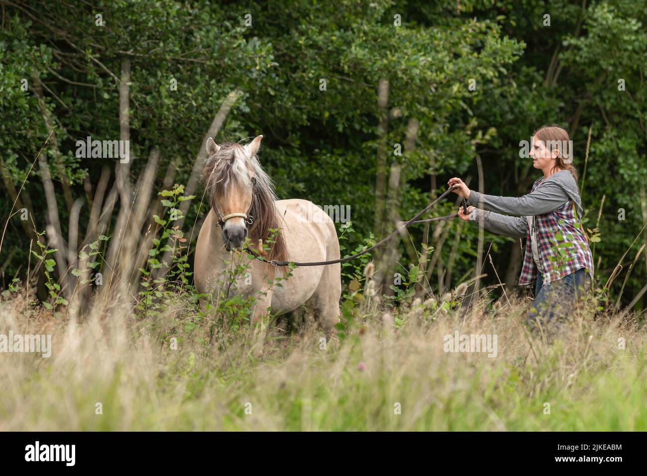 Concept d'équitation naturelle : une femme travaillant avec son cheval fjord norvégien sur une corde longue en plein air en été. Collage équestre et cheval Banque D'Images