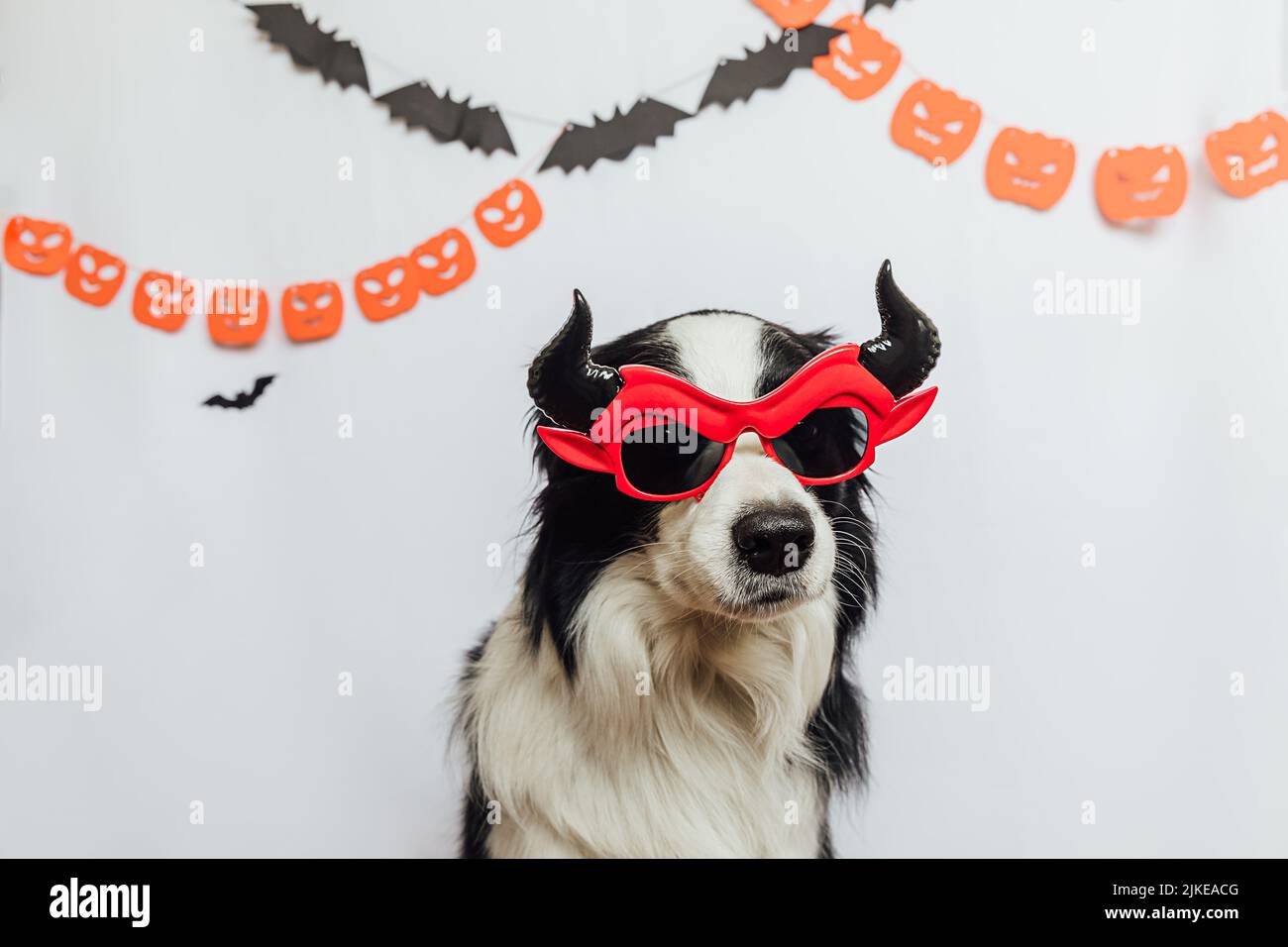 Concept Trick or Treat. Drôle chien bordure collie habillé en halloween silly Satan diable lunettes costume sur fond blanc avec décorations guirlande halloween. Préparation pour la fête d'Halloween Banque D'Images