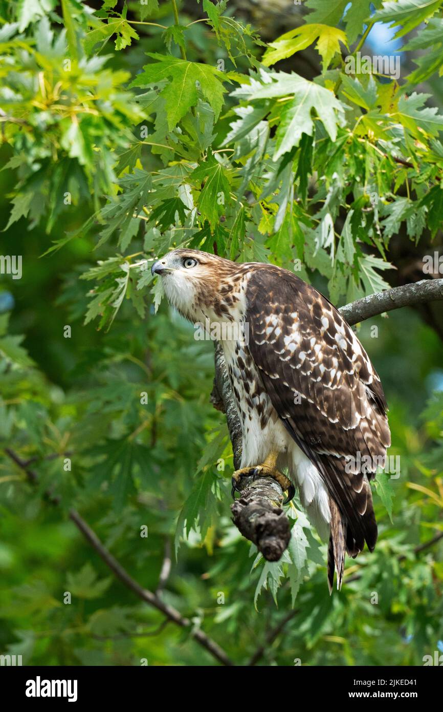 Buse à queue rouge (Buteo jamaicensis) Banque D'Images