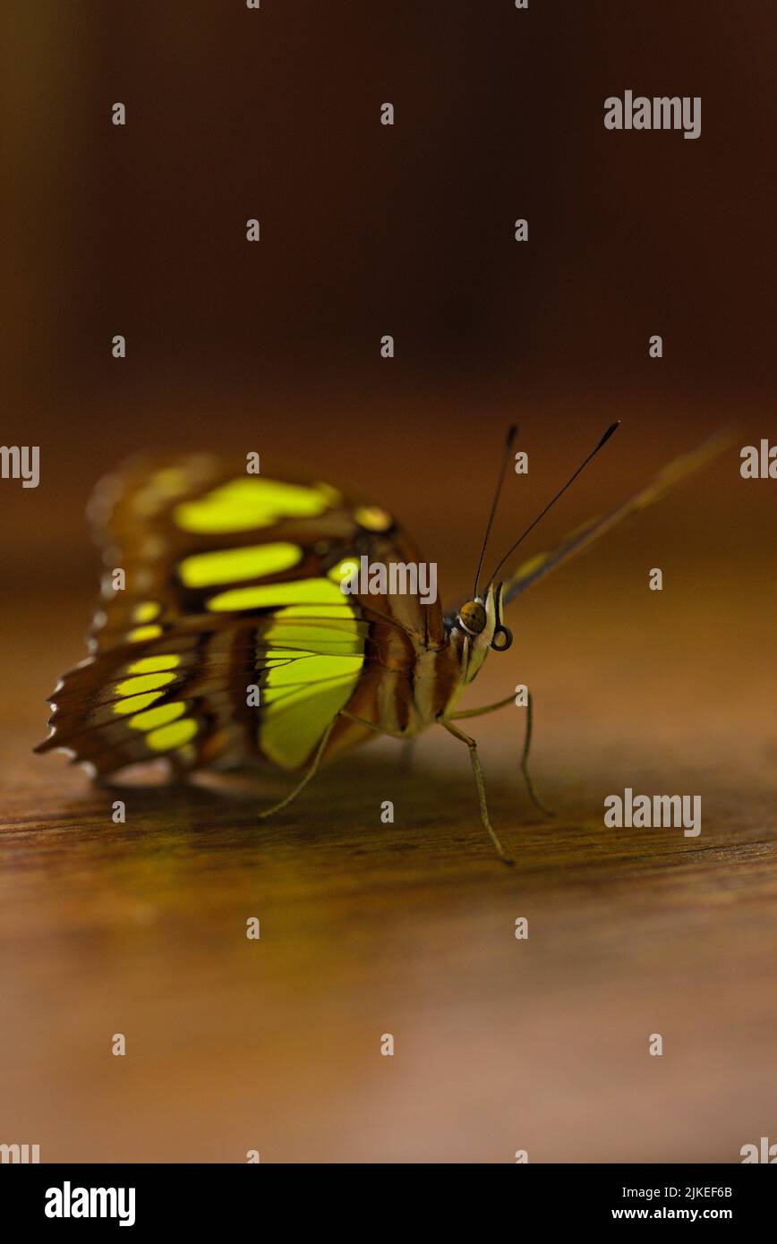 Vue rapprochée d'un papillon montrant ses magnifiques ailes colorées Banque D'Images