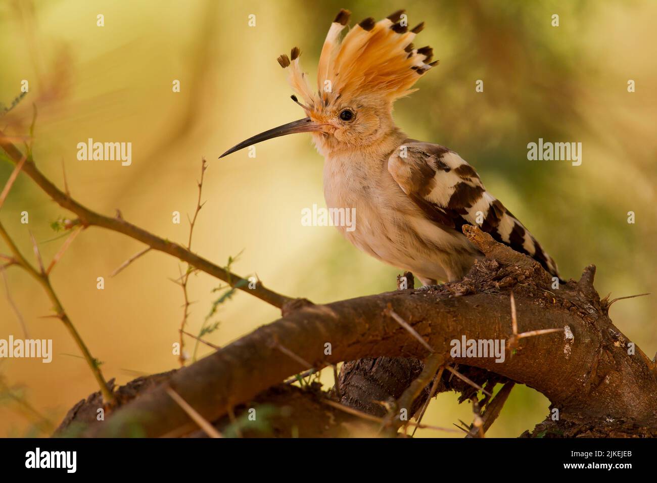 Hoopoe africain (Upupa africana) perché dans un arbre (non identifié) Banque D'Images