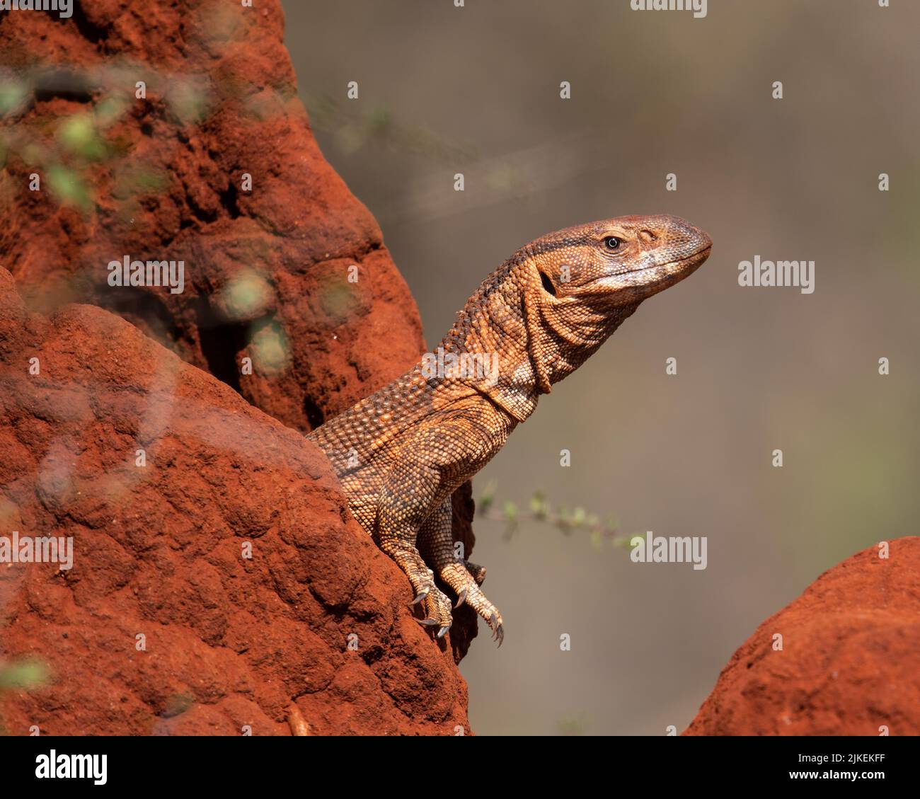 La savane sauvage surveille le lézard en regardant de son termite rouge maison à Tsavo West, Kenya Banque D'Images