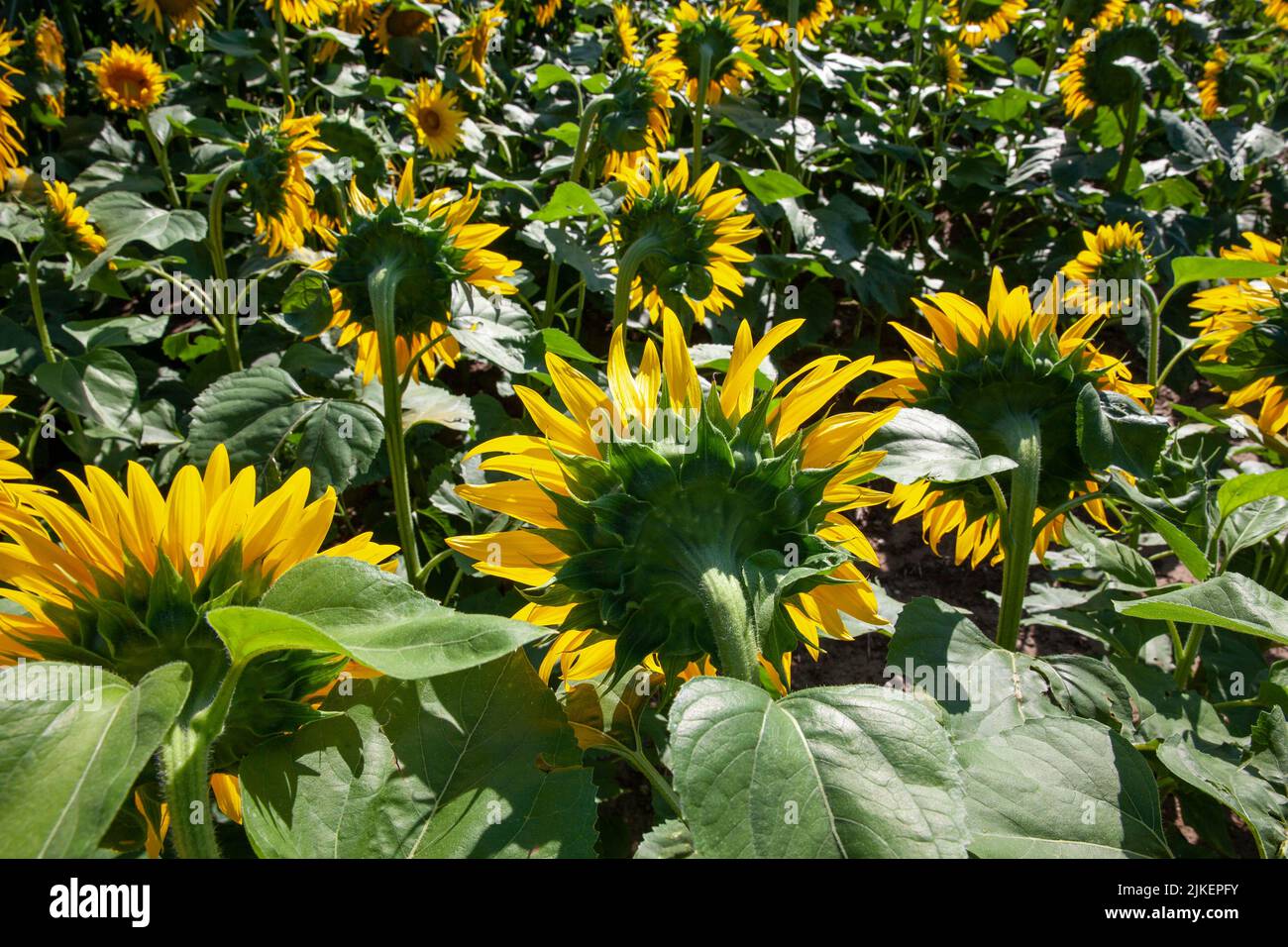 un champ avec des tournesols pendant la culture pour récolter des graines de tournesol, un champ