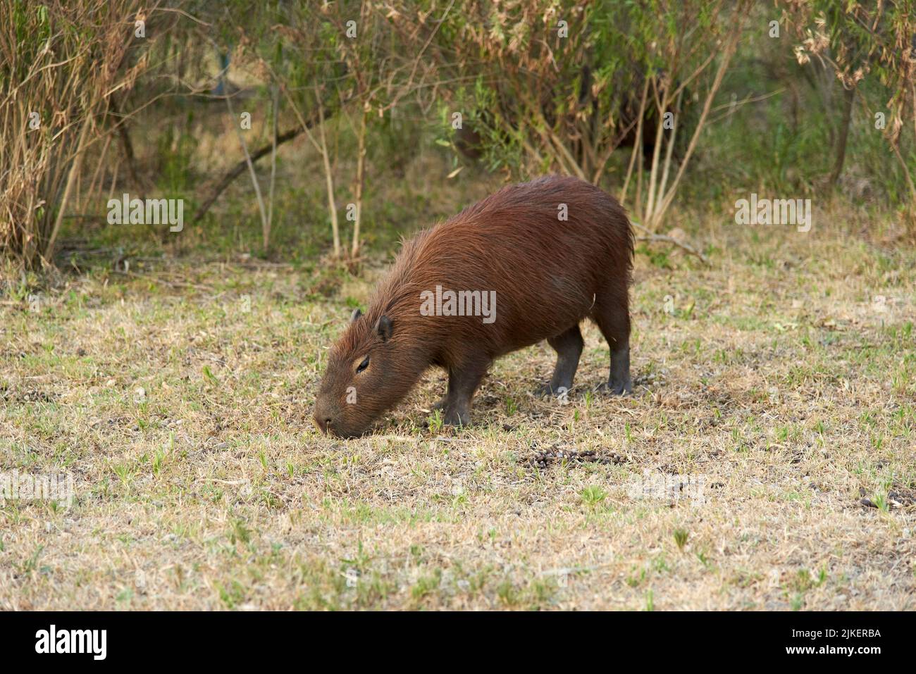 Capybara, hydrochoerus hydrochaeris, le plus grand rongeur vivant, originaire d'Amérique du Sud, un après-midi d'été, dans le parc national d'El Palmar, entre Rios, Argen Banque D'Images