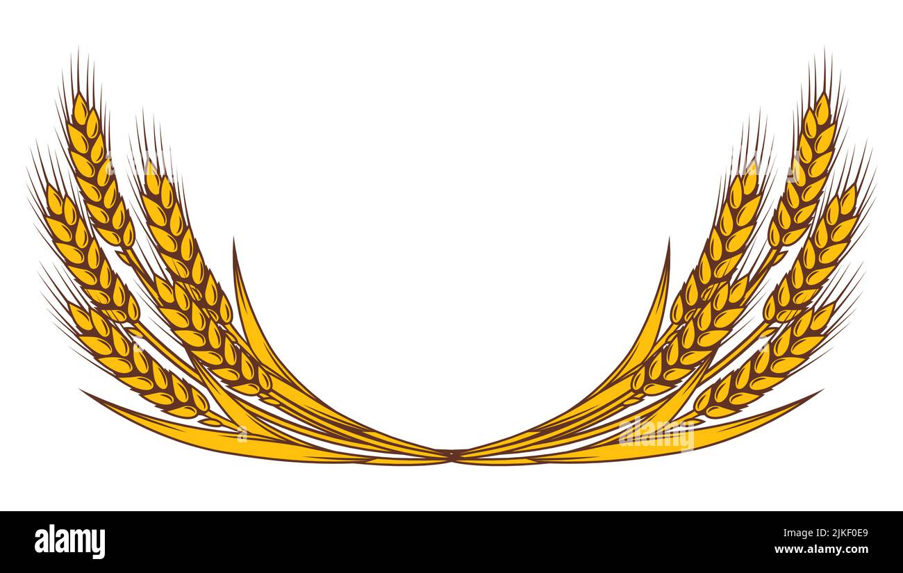 Bouquet de blé. Image agricole avec des oreilles dorées naturelles d'orge ou de seigle. Illustration de Vecteur